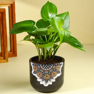 Money Plant In Black Mandala Pot Money Plant In Black Mandala Pot